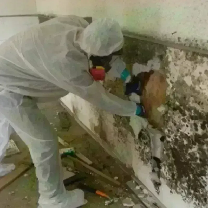 Mold Remediation and Removal in Notre Dame, IN